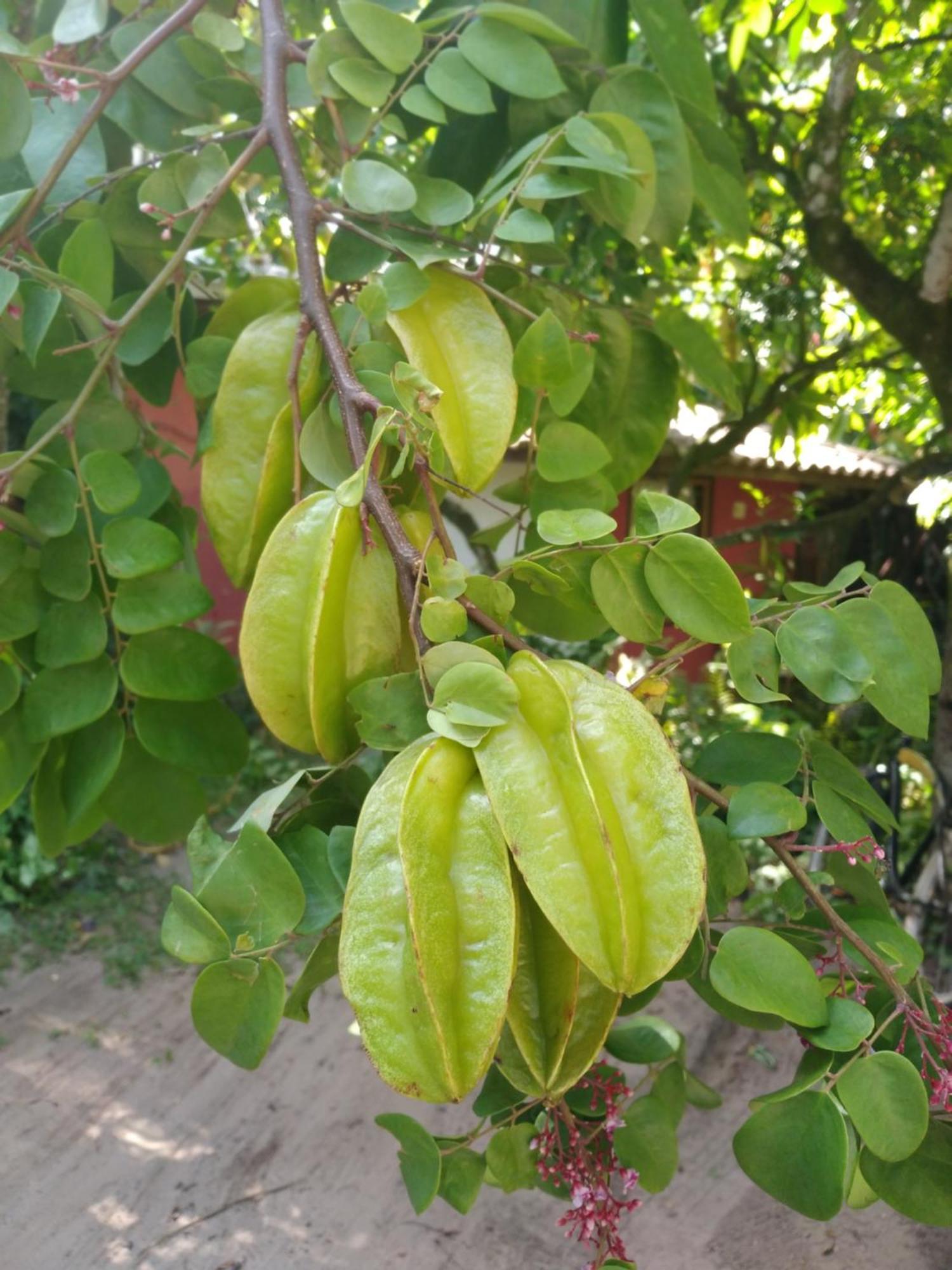 Pousada Fruta Pao Hotel Barra Grande  Eksteriør billede